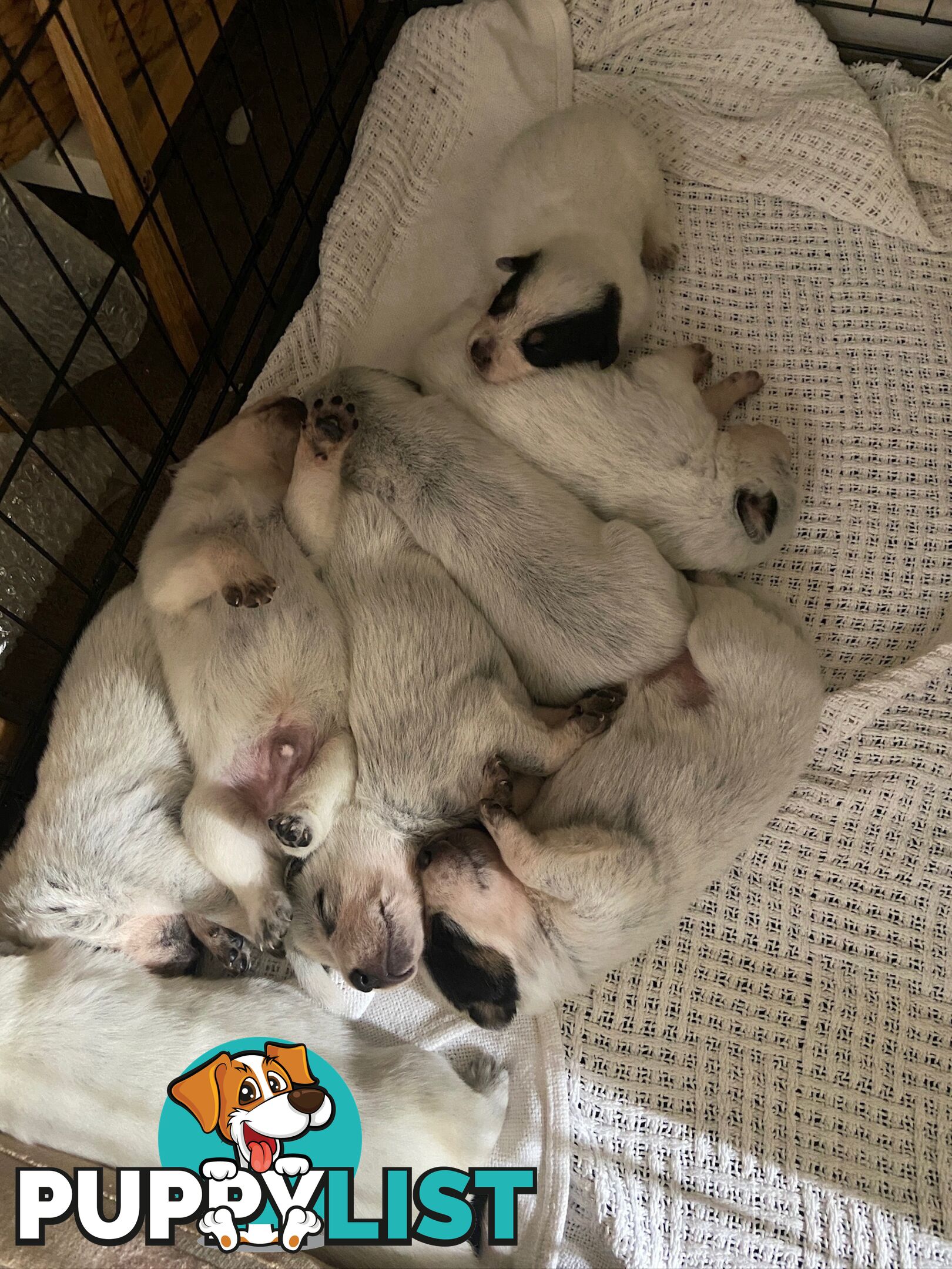 Adorable Queensland Heeler Puppies