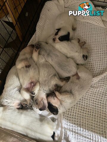 Adorable Queensland Heeler Puppies