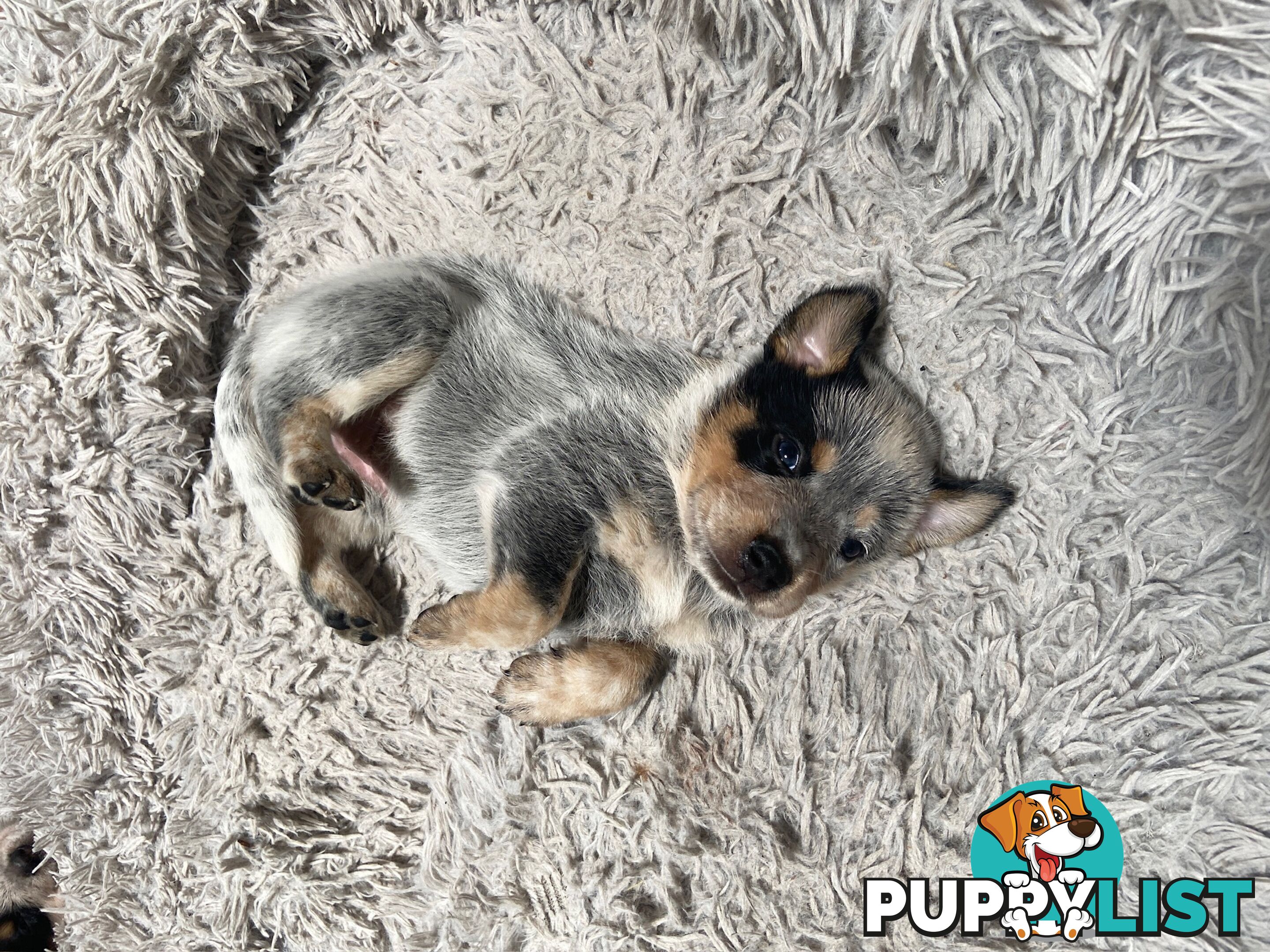 Adorable Queensland Heeler Puppies