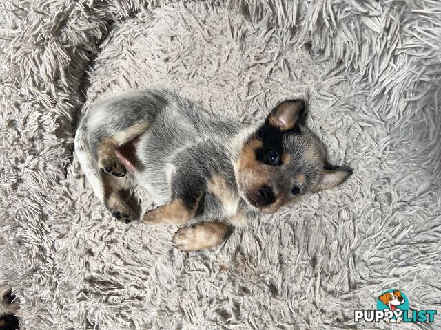 Adorable Queensland Heeler Puppies