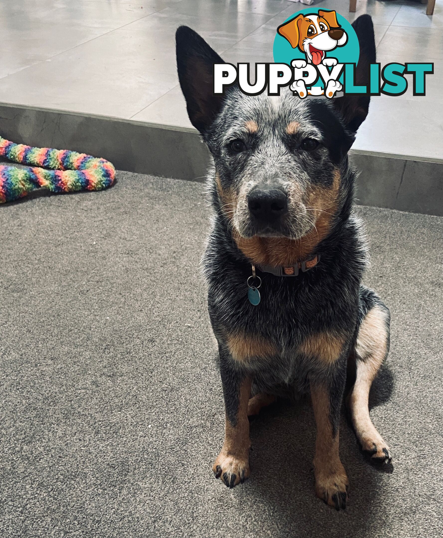 Adorable Queensland Heeler Puppies