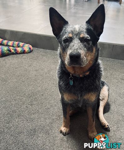 Adorable Queensland Heeler Puppies