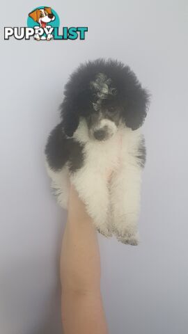 Mini parti poodles 10 weeks