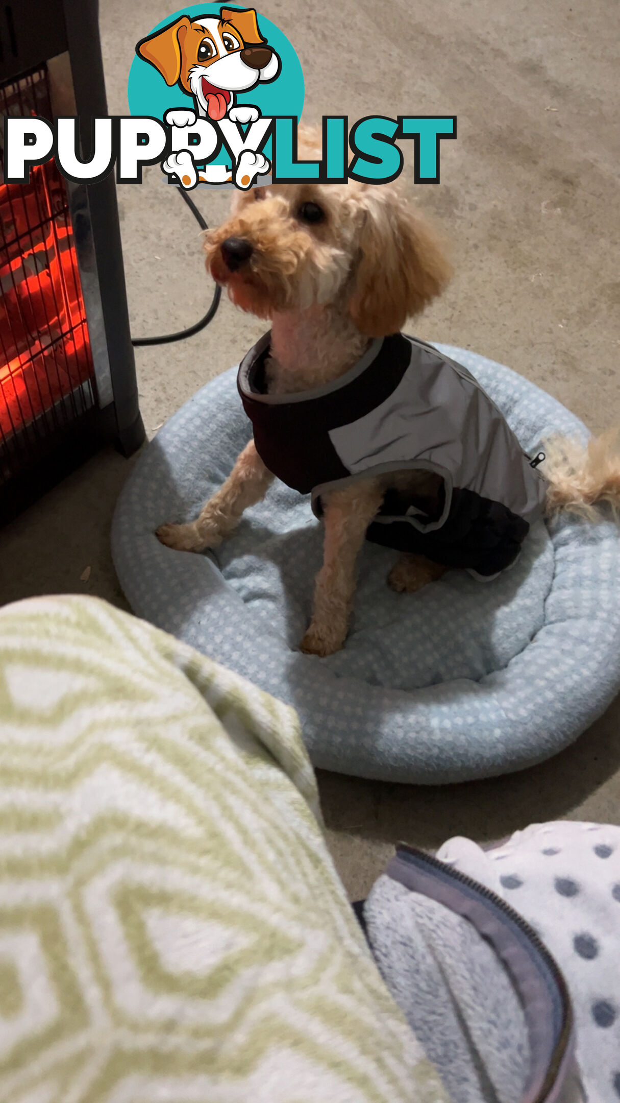 Toy poodle