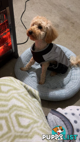 Toy poodle
