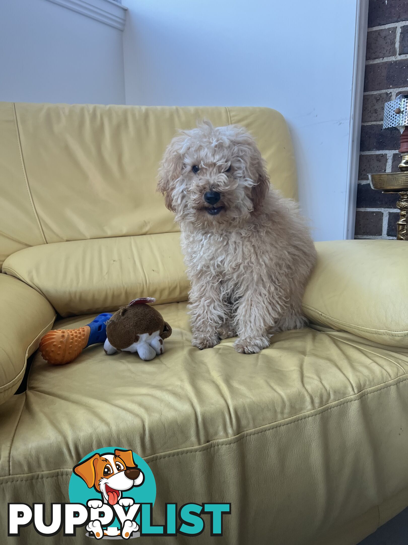 Toy poodle