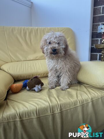 Toy poodle