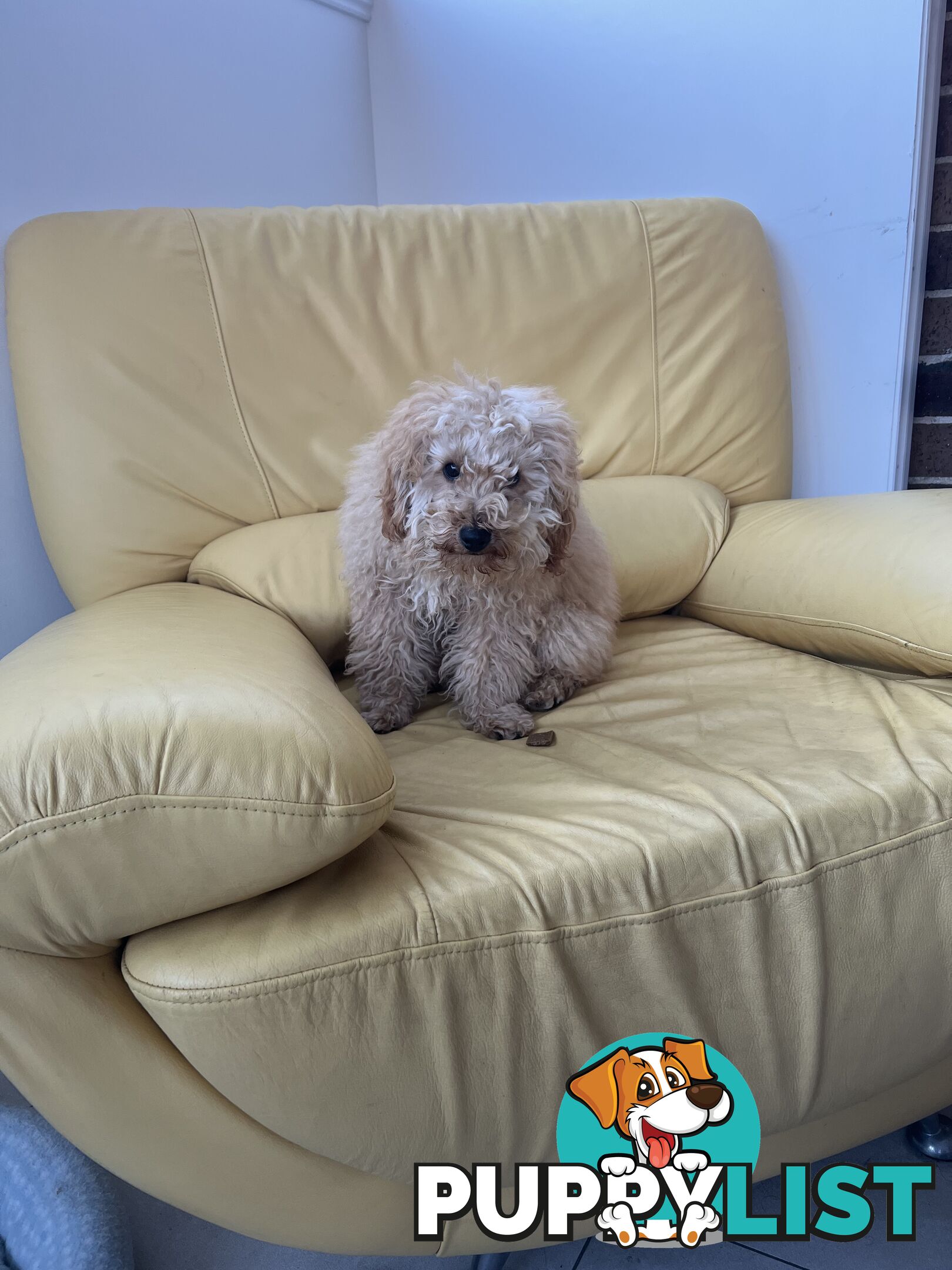 Toy poodle