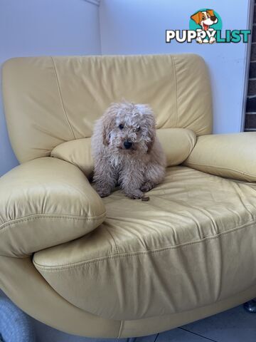 Toy poodle