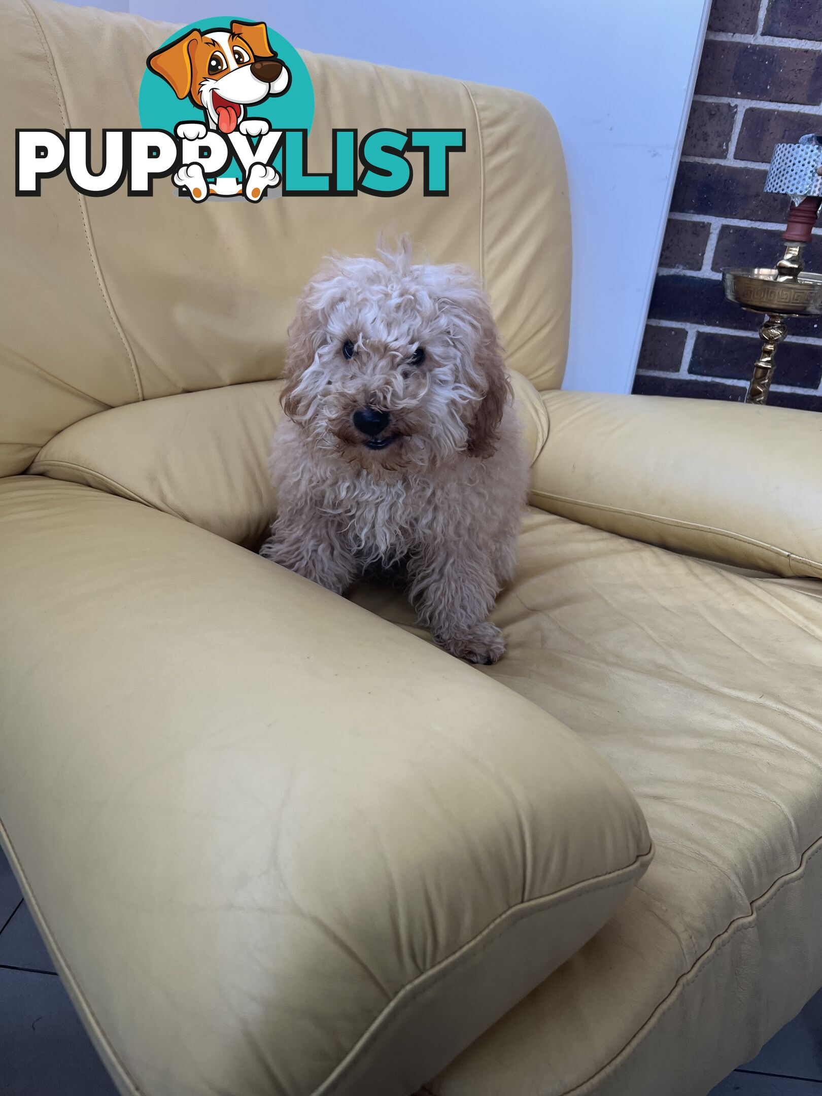 Toy poodle