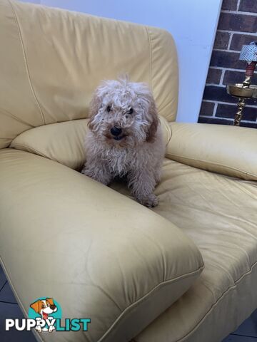 Toy poodle