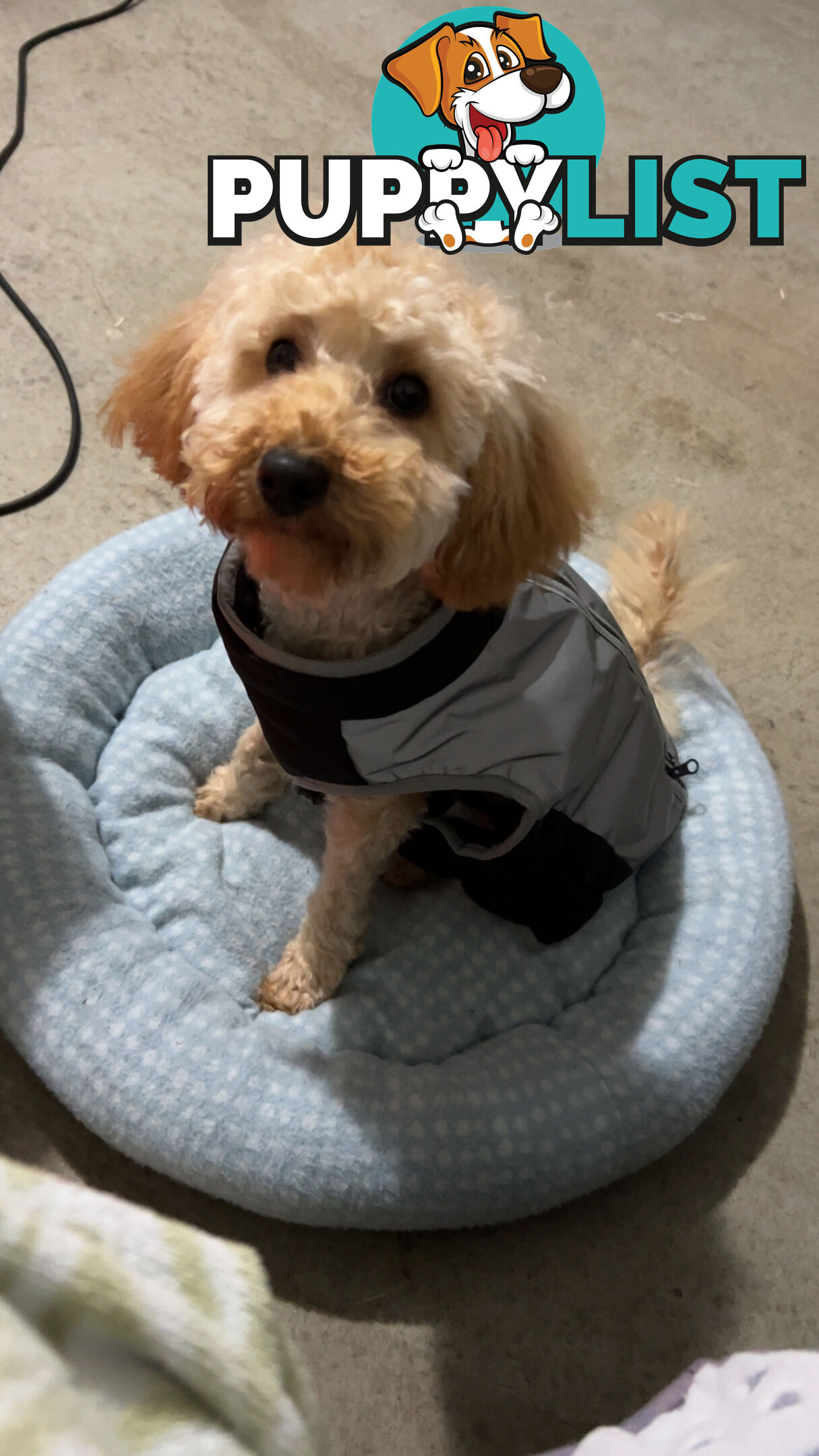 Toy poodle