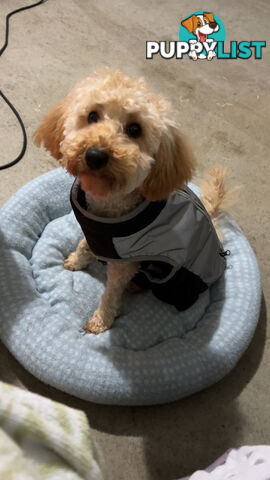 Toy poodle
