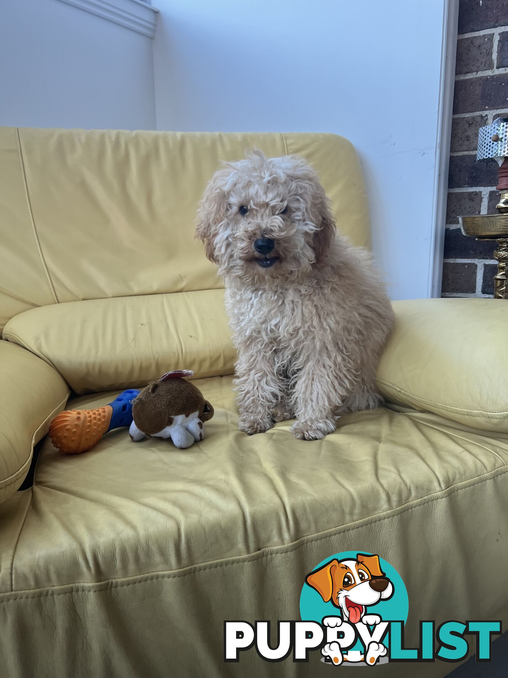 Toy poodle