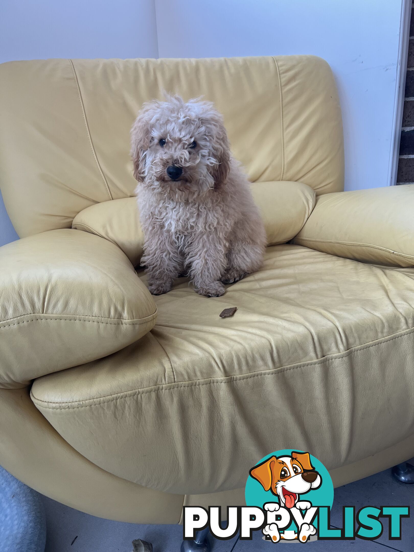 Toy poodle