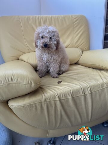 Toy poodle