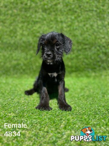 King Schnauzer puppies