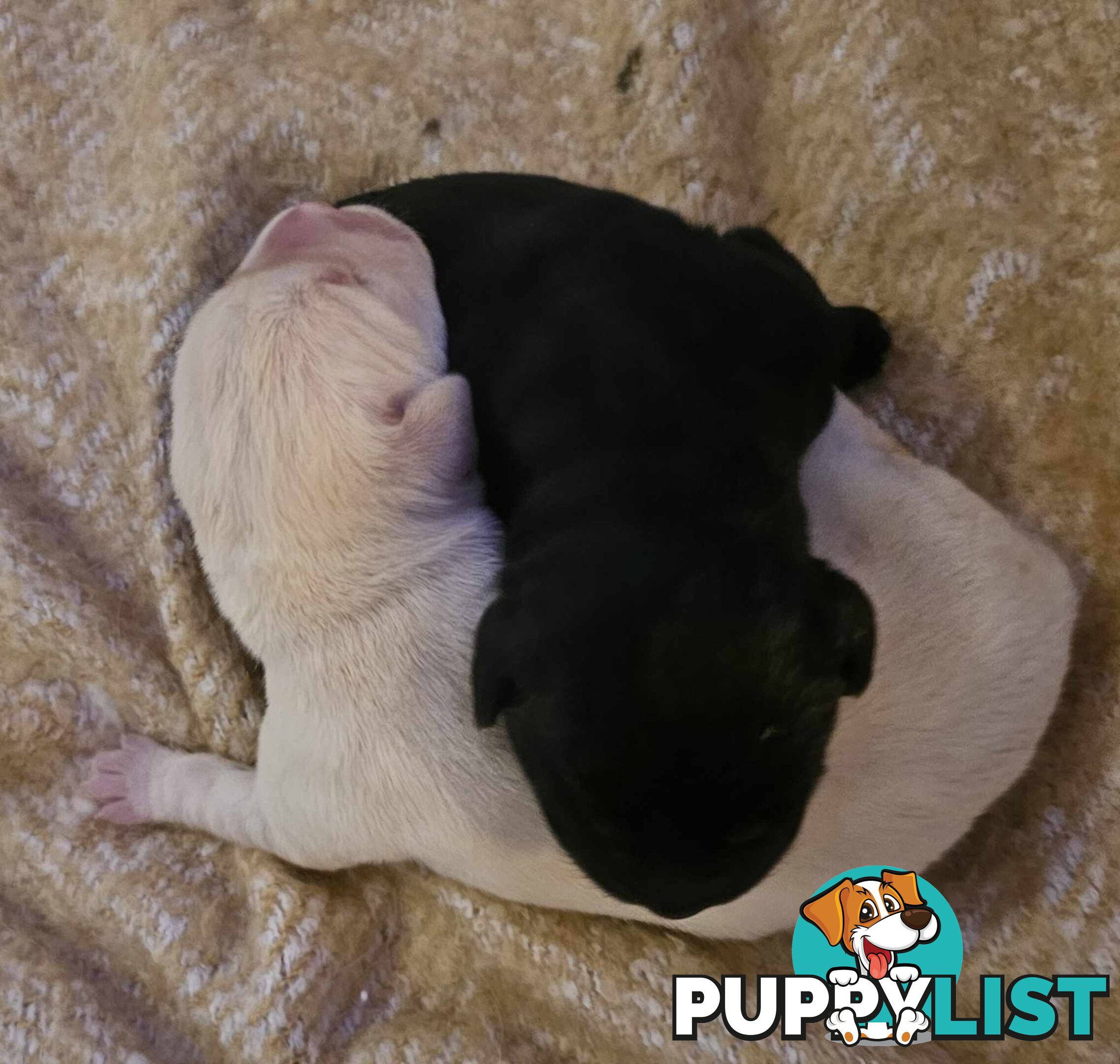 Purebred Labrador Retriever Puppies