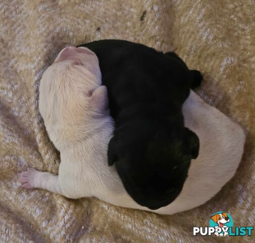 Purebred Labrador Retriever Puppies