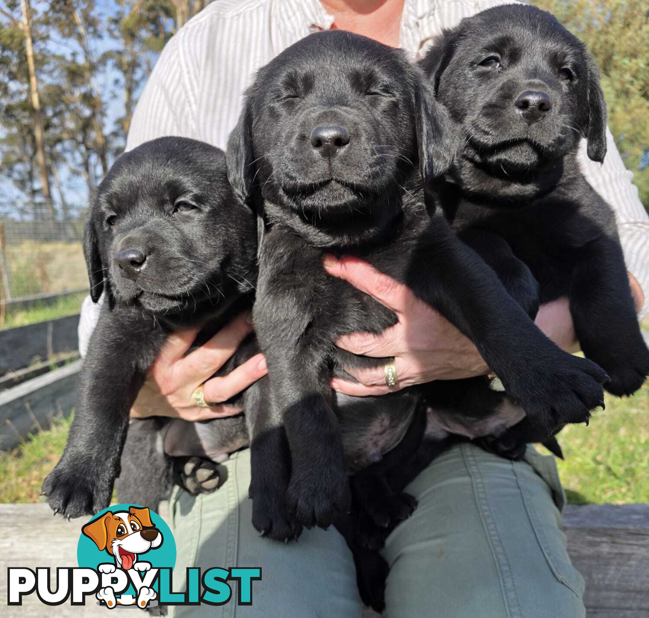 Labrador puppies