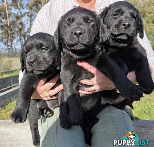 Labrador puppies