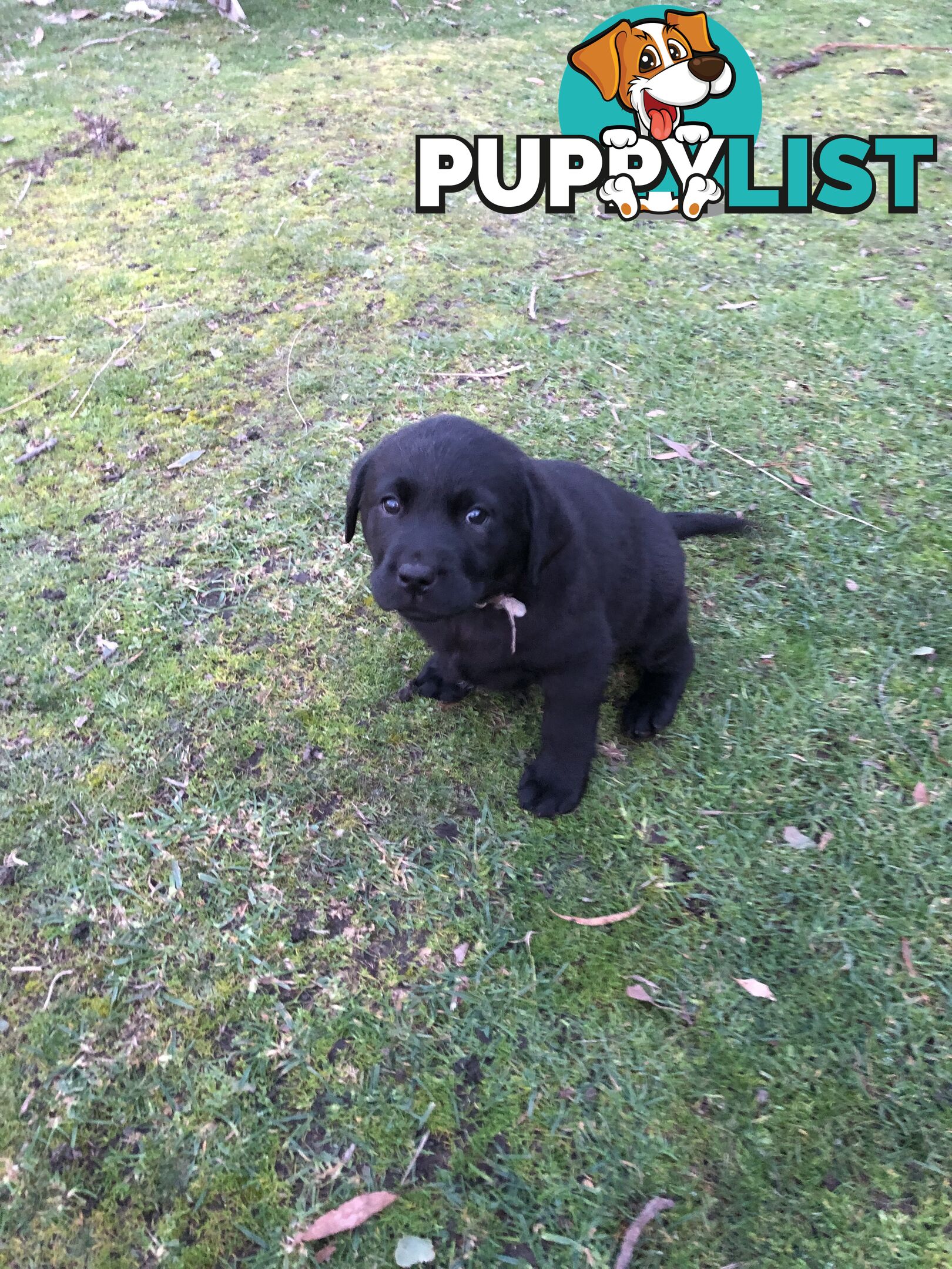 Labrador puppies