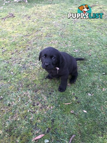 Labrador puppies