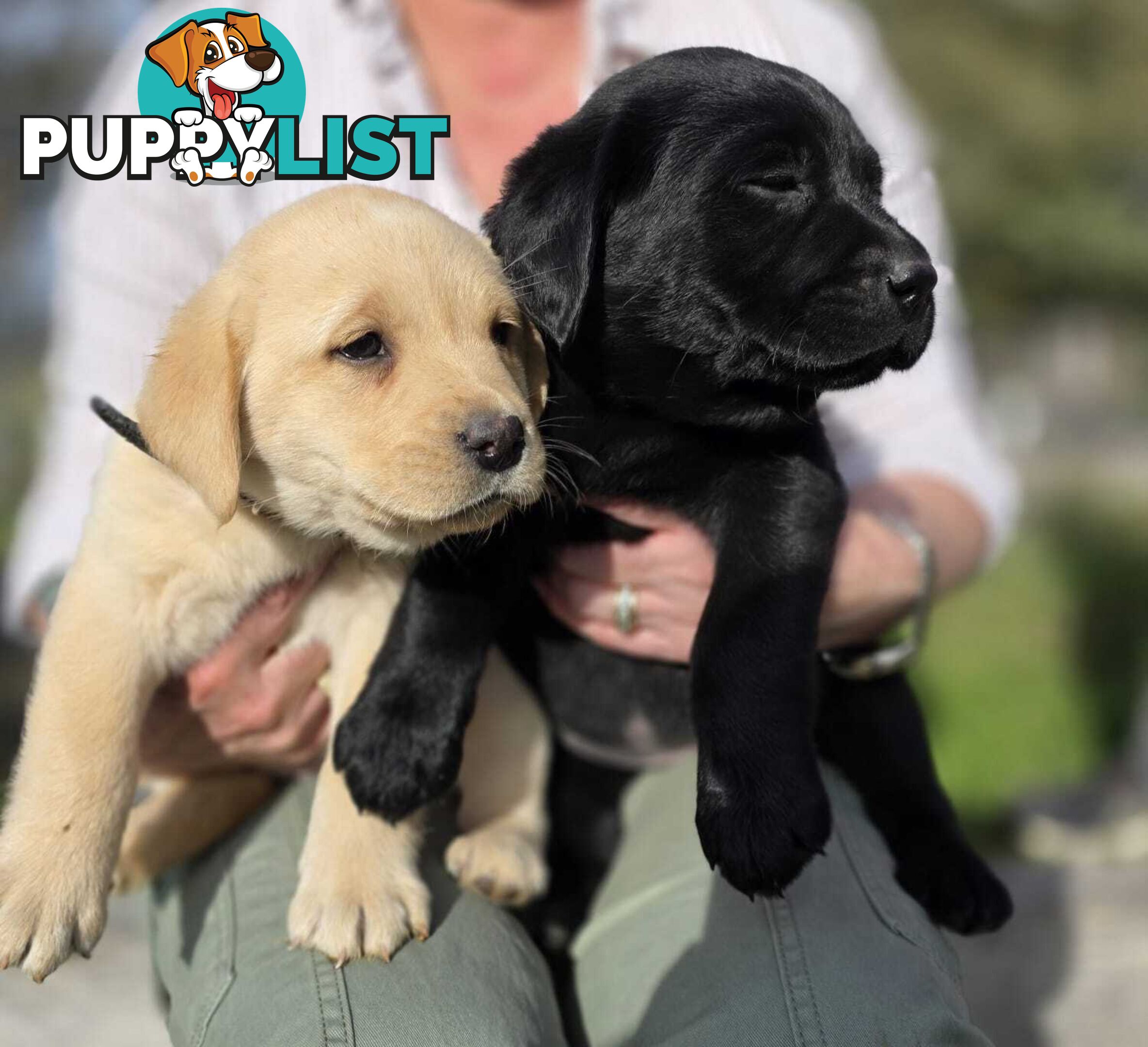 Labrador puppies