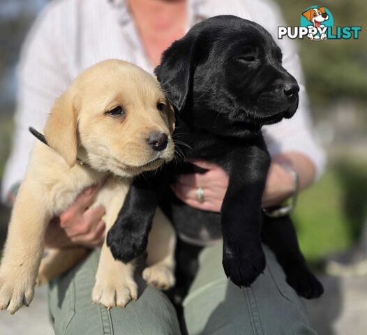 Labrador puppies