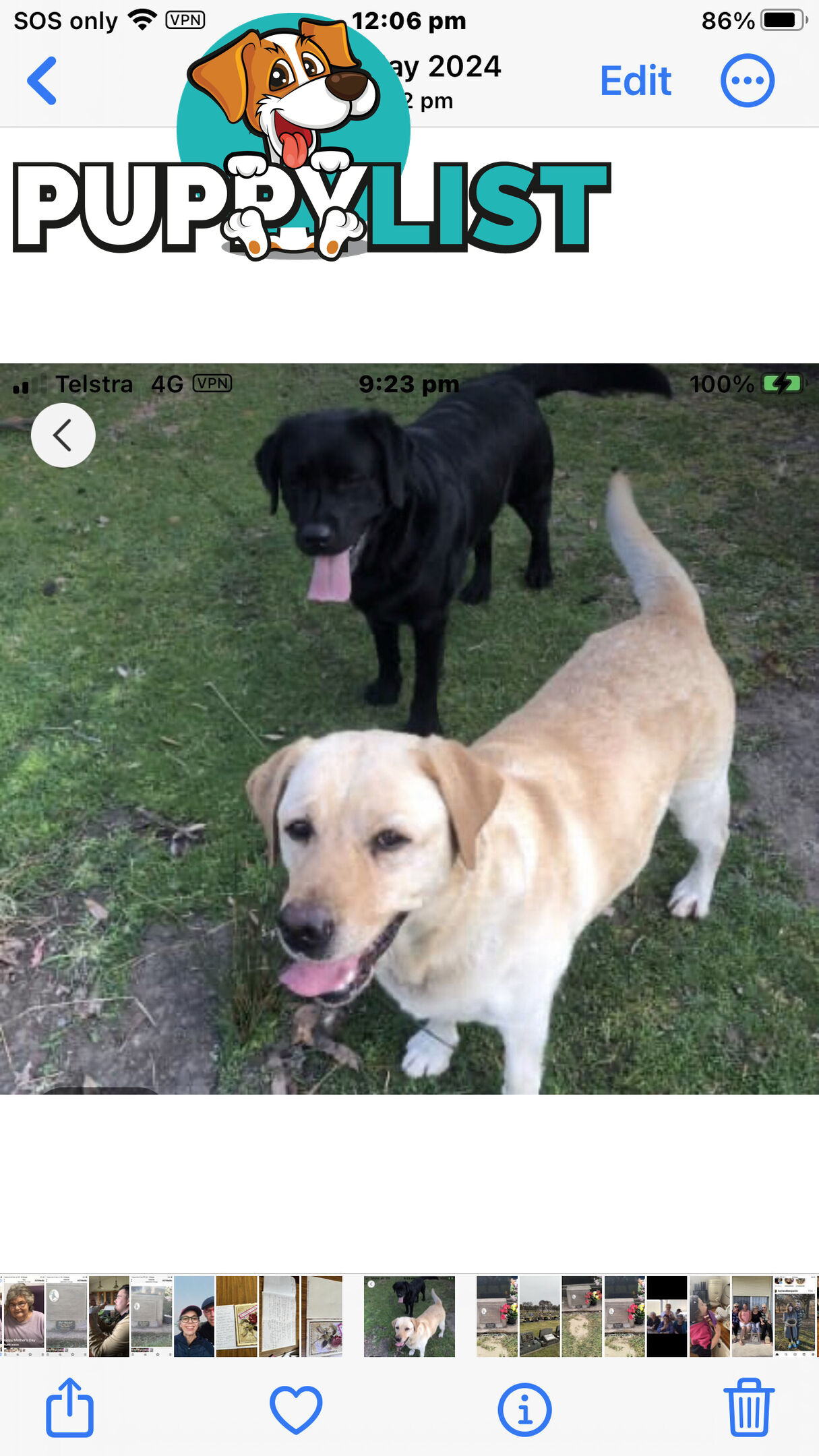 Labrador puppies
