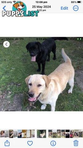 Labrador puppies