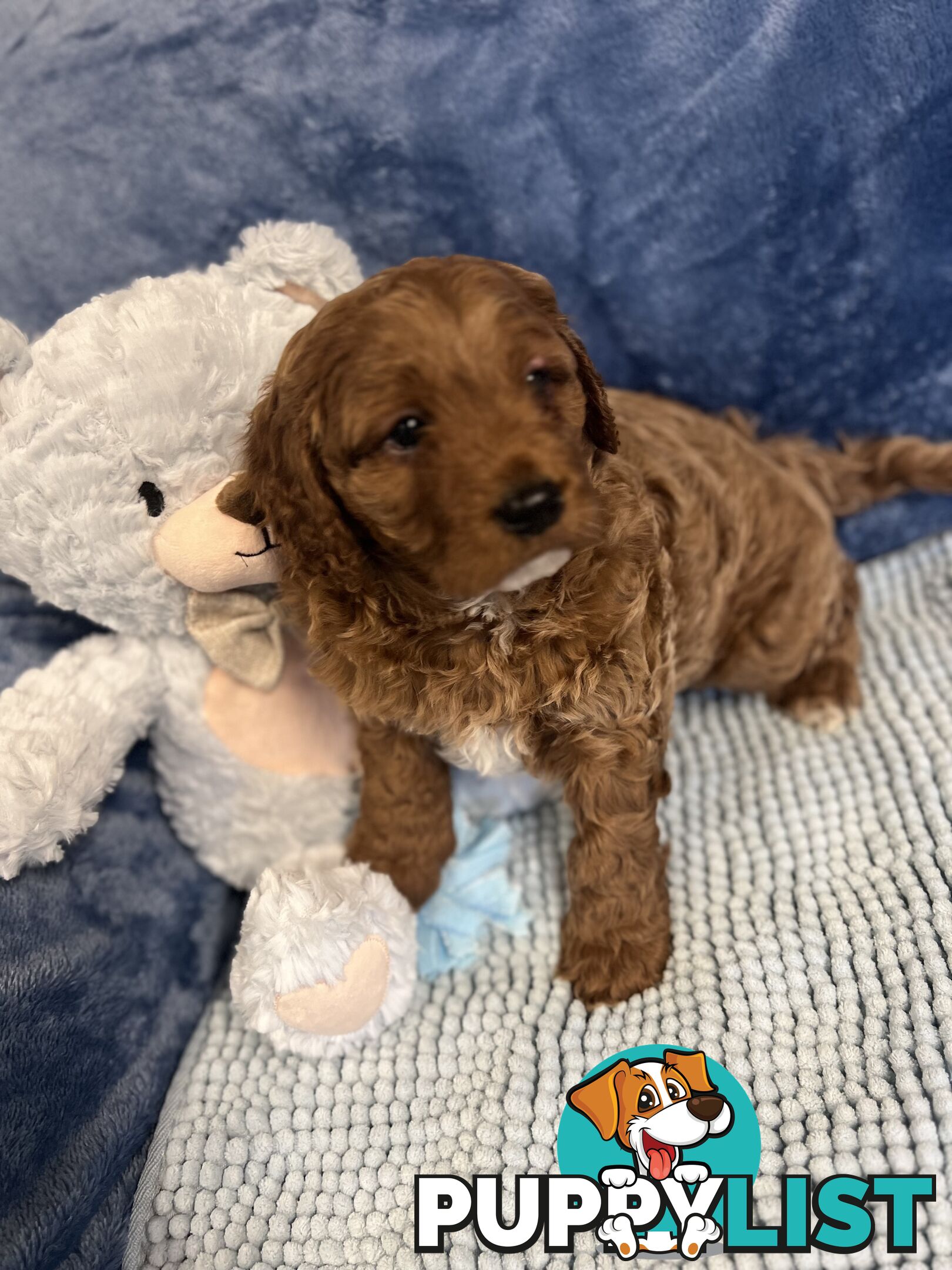 Cavoodle Puppies - Fully DNA cleared