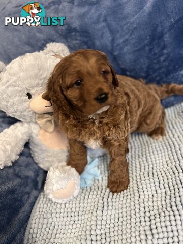 Cavoodle Puppies - Fully DNA cleared