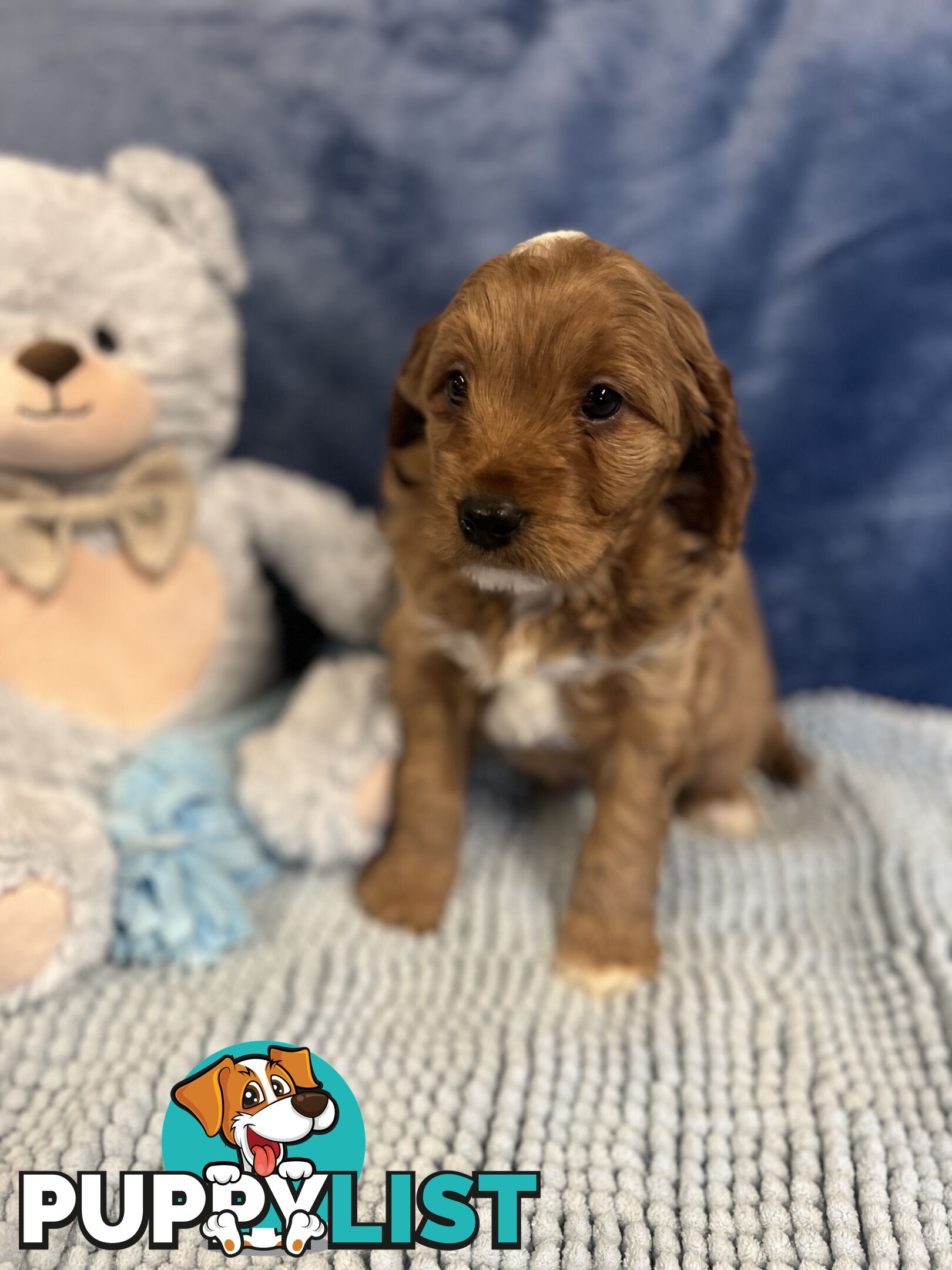 Cavoodle Puppies - Fully DNA cleared