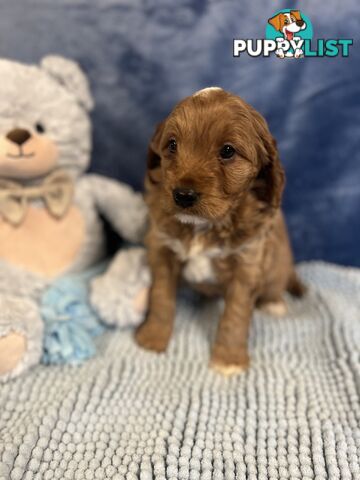 Cavoodle Puppies - Fully DNA cleared