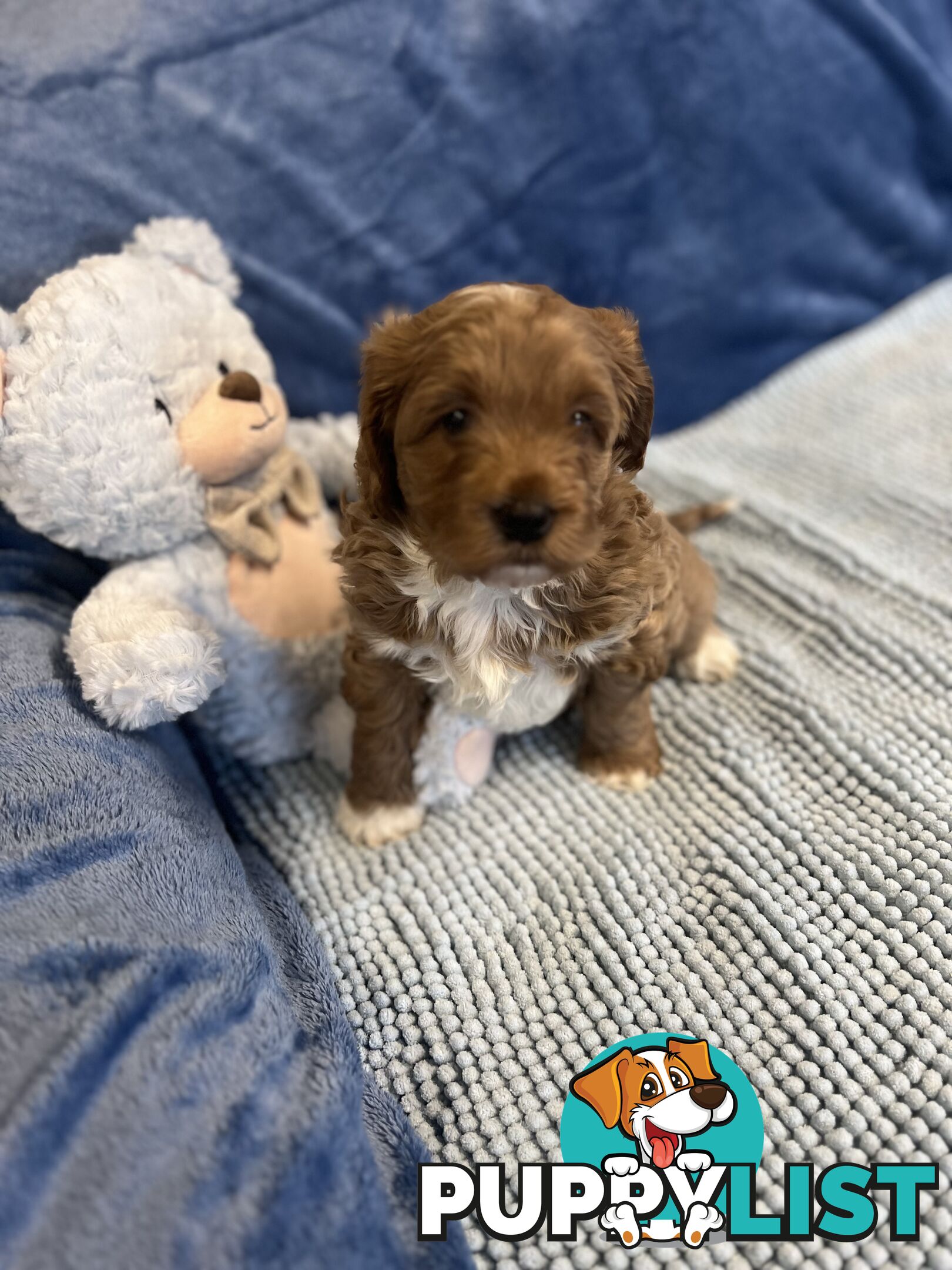 Cavoodle Puppies - Fully DNA cleared