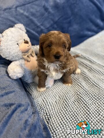 Cavoodle Puppies - Fully DNA cleared