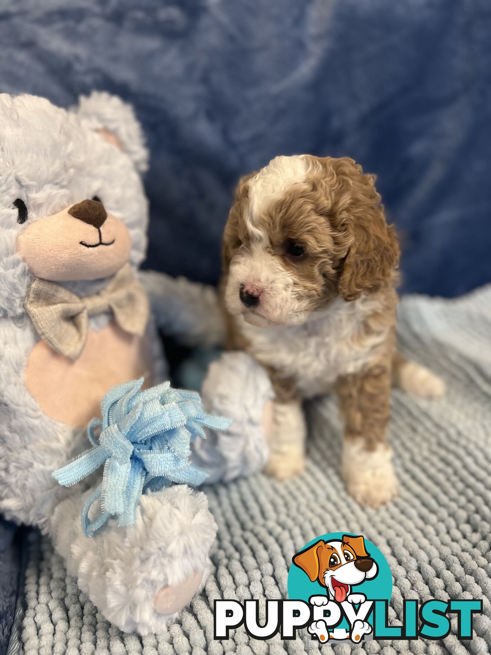 Cavoodle Puppies - Fully DNA cleared