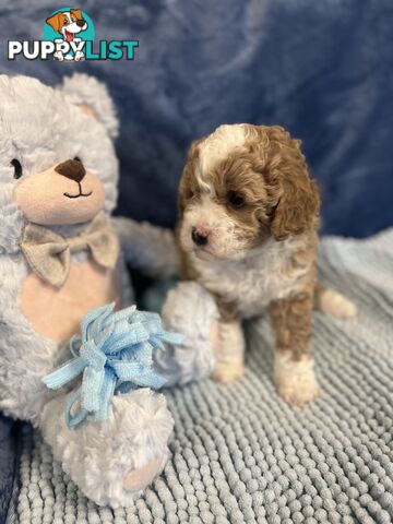 Cavoodle Puppies - Fully DNA cleared