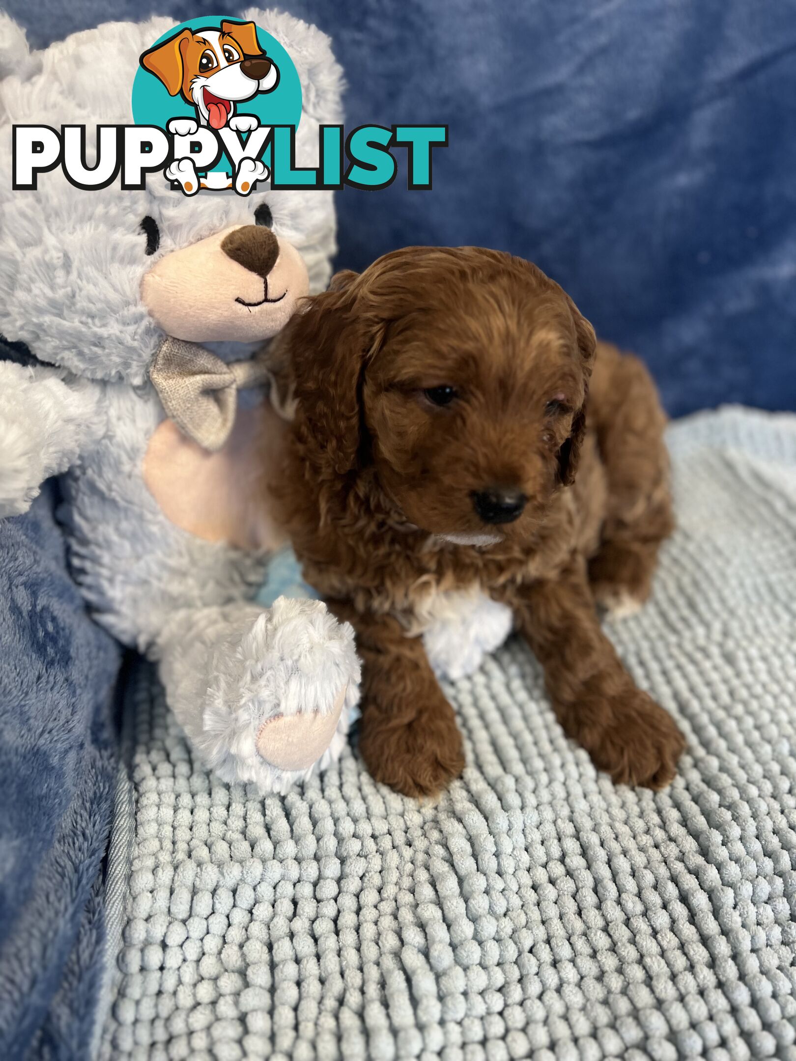 Cavoodle Puppies - Fully DNA cleared