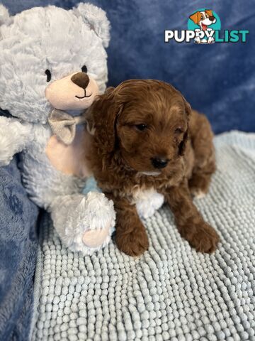 Cavoodle Puppies - Fully DNA cleared