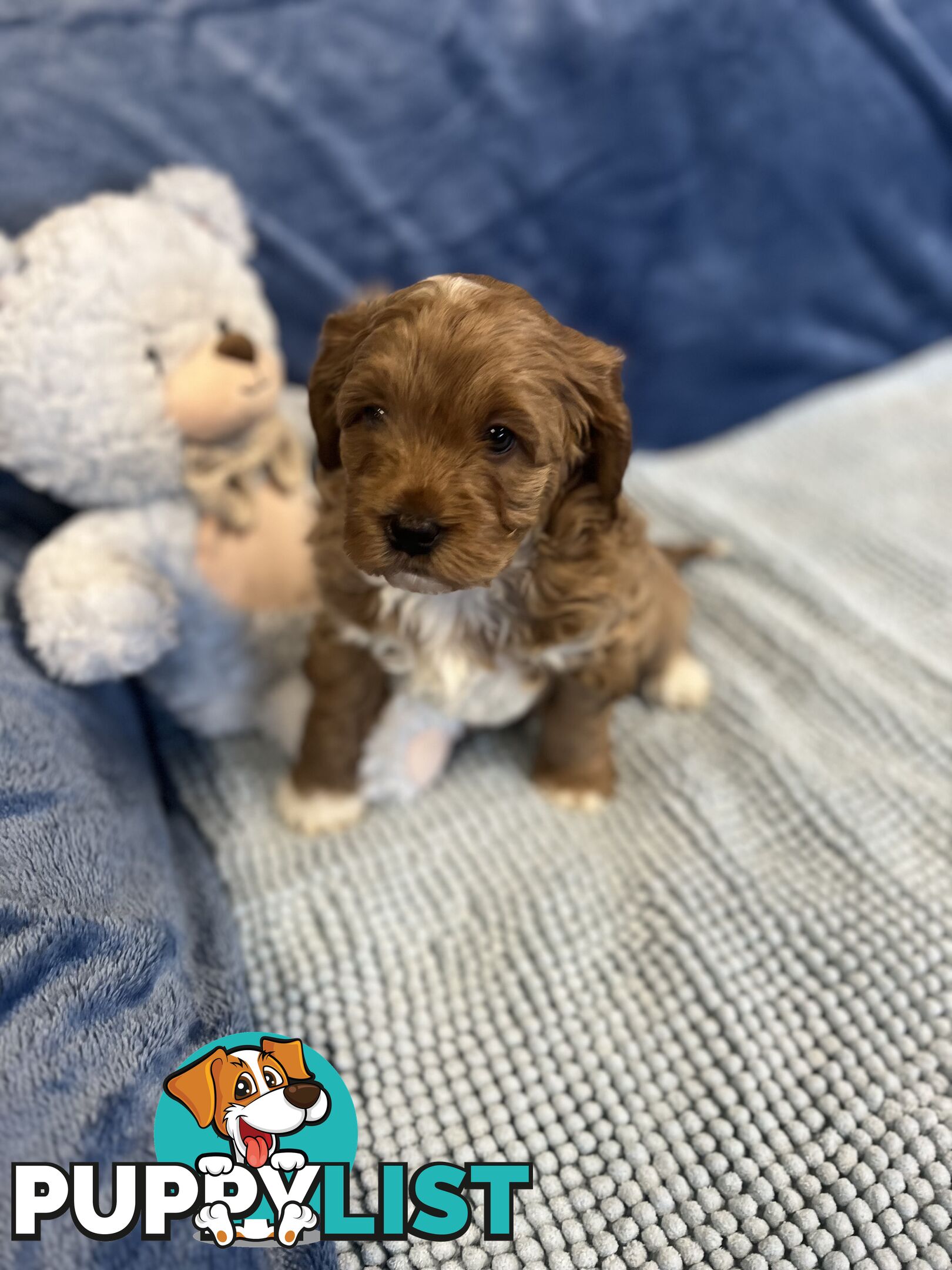 Cavoodle Puppies - Fully DNA cleared