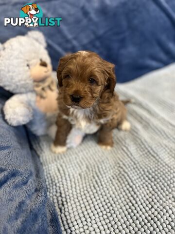 Cavoodle Puppies - Fully DNA cleared