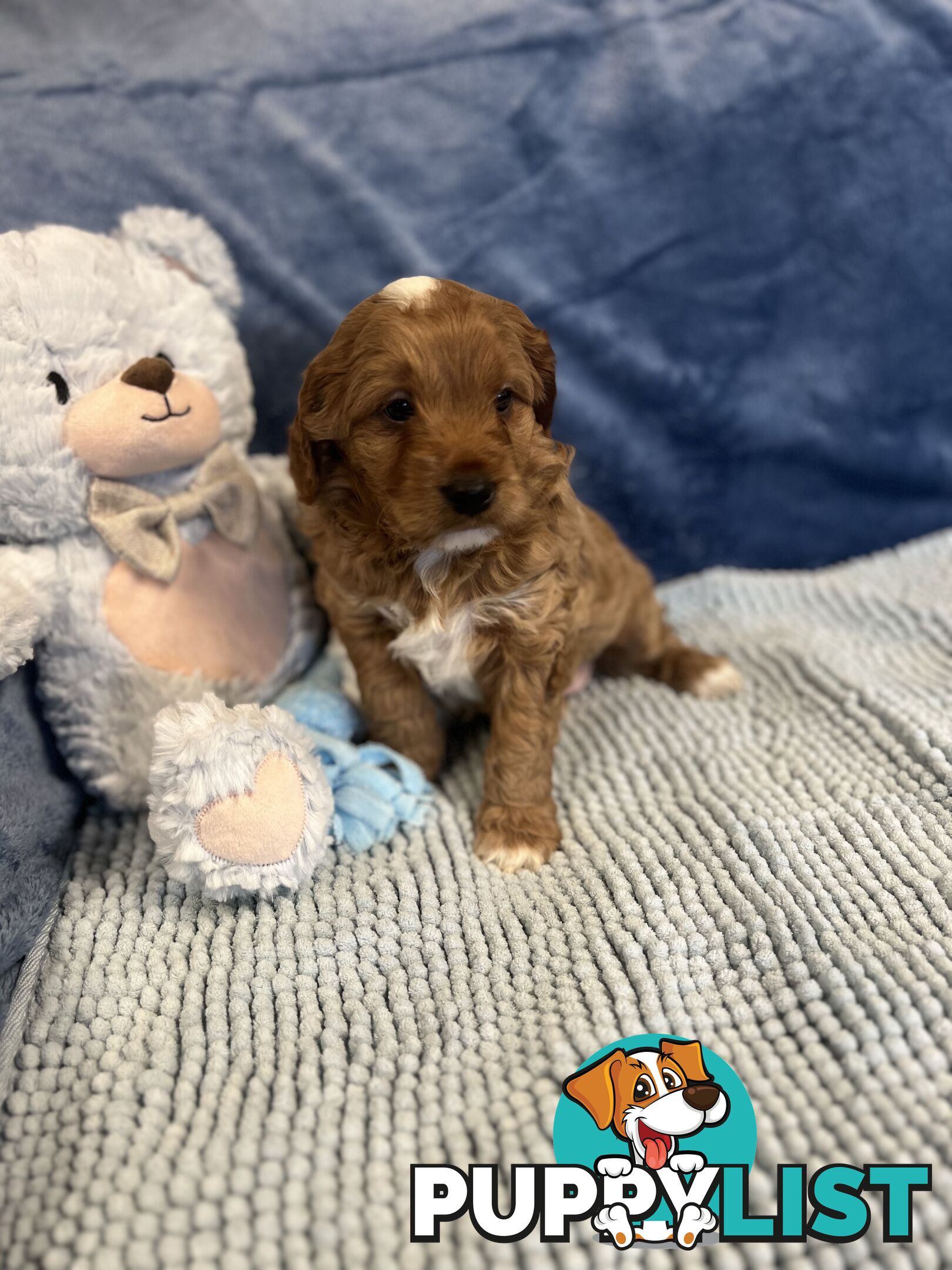 Cavoodle Puppies - Fully DNA cleared