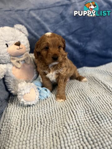 Cavoodle Puppies - Fully DNA cleared