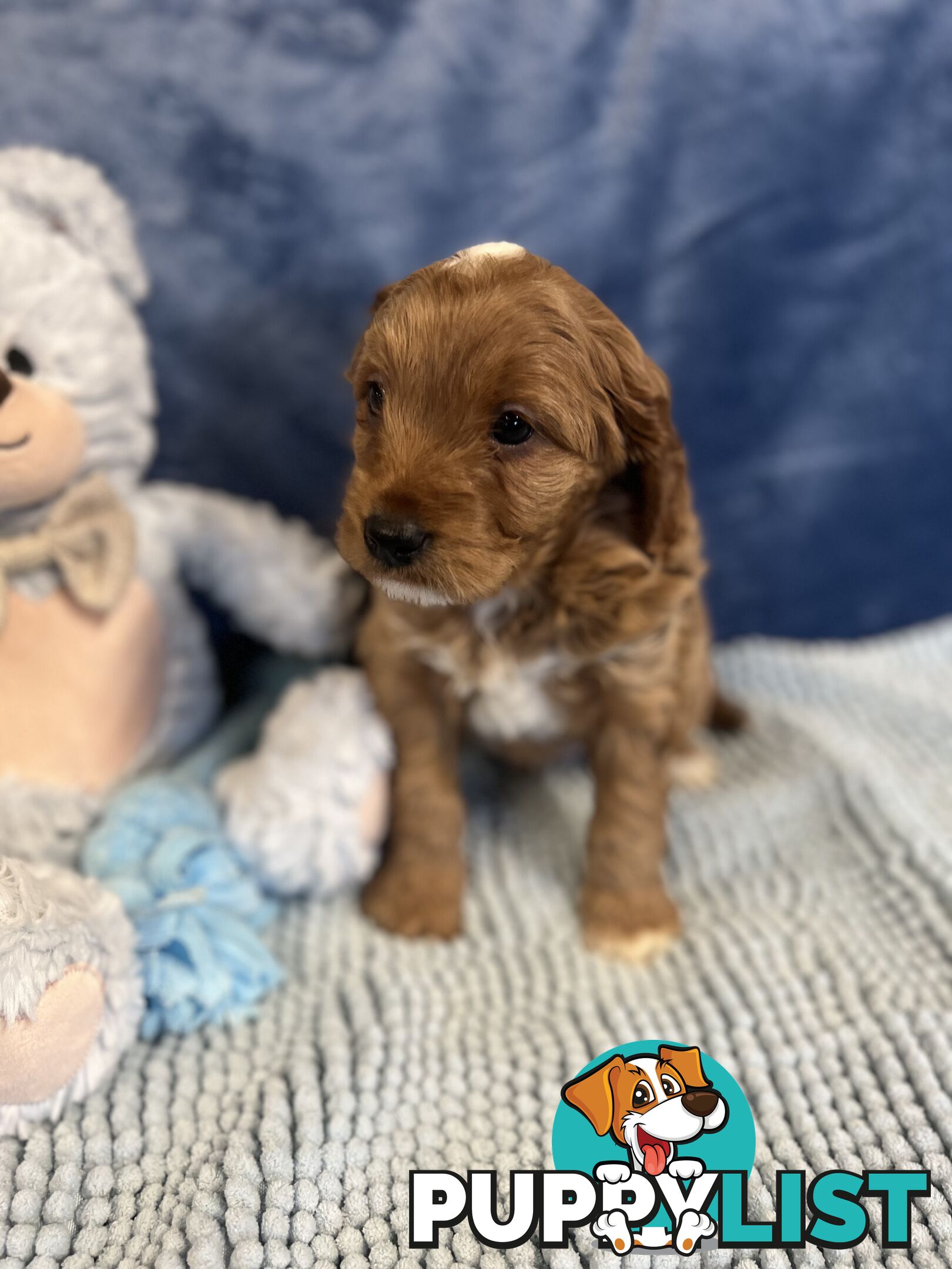 Cavoodle Puppies - Fully DNA cleared