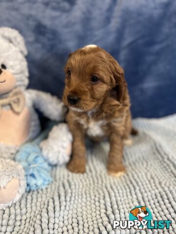 Cavoodle Puppies - Fully DNA cleared