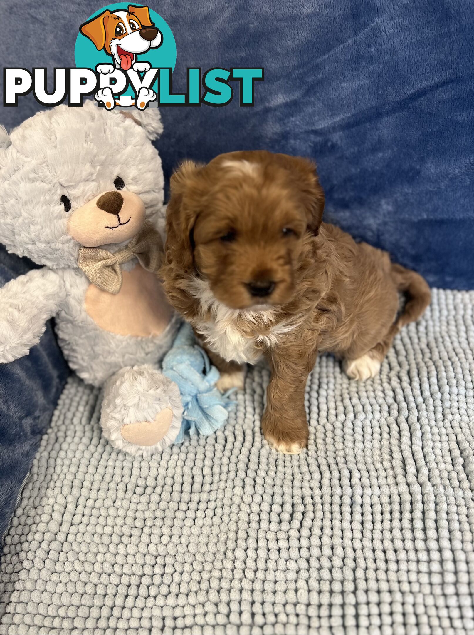 Cavoodle Puppies - Fully DNA cleared