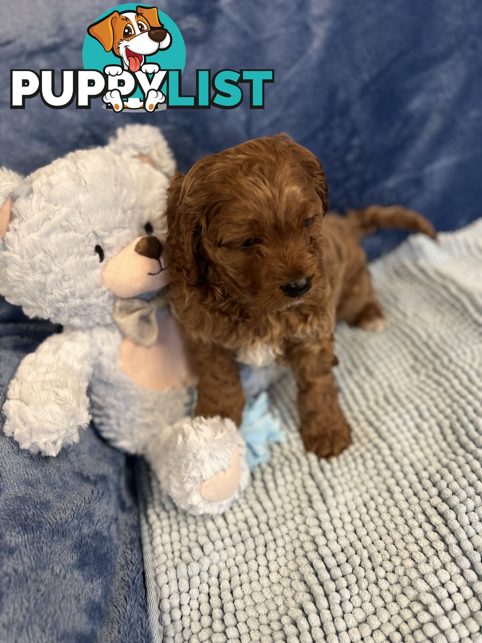 Cavoodle Puppies - Fully DNA cleared