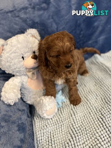 Cavoodle Puppies - Fully DNA cleared